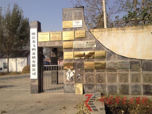 消失的鴨子——江蘇沛縣養鴨產業為何漸入蕭條