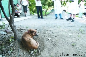 北京順義村莊家狗遭蜱蟲叮咬將對相關區(qū)域消殺