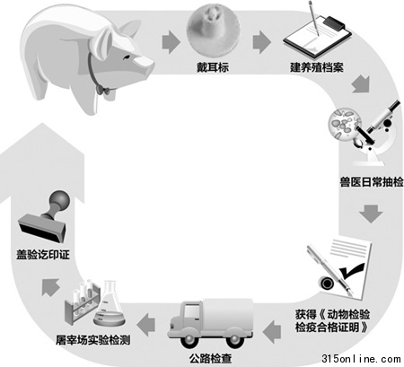 記者還原豬肉生產(chǎn)全過程:怎么飼養(yǎng)如何檢疫