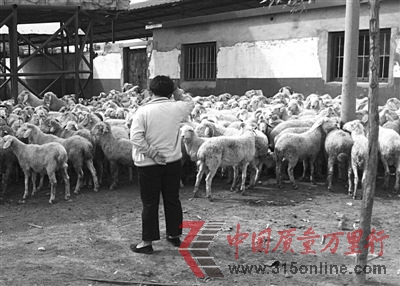 瘦肉精現身山東“肉羊第一鎮”檢測存執法不嚴