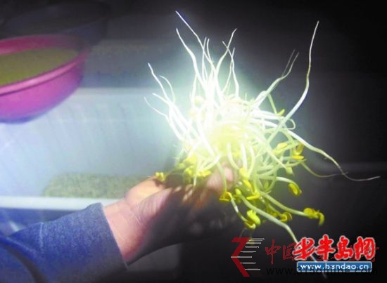 加了料的豆芽，又白又嫩還沒根。