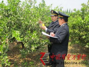 上海崇明檢驗檢疫局扎實開展實蠅監測 服務企業柑橘出口