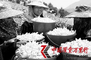 我國最大的黃梔子種植基地——福建省福鼎市貫嶺鎮梔子花全面盛開