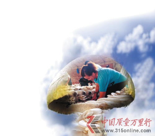 業(yè)內(nèi)曝?cái)傌?斤蘑菇泡出2.2斤