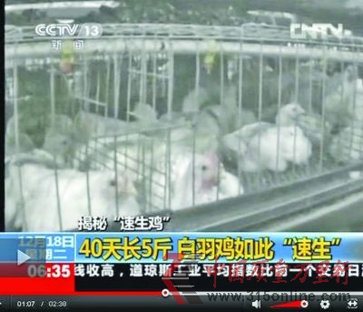 速生雞擠在一起無法運(yùn)動(dòng)。