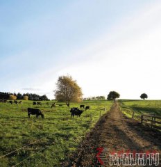 新西蘭牛奶陷含毒風波 乳業巨頭恒天然知情不報